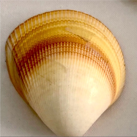 NWT! Natural 8” Starfish Seashell Canvas Wall Art - Picture 4 of 8